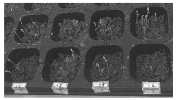 種植系統(tǒng)實(shí)物圖